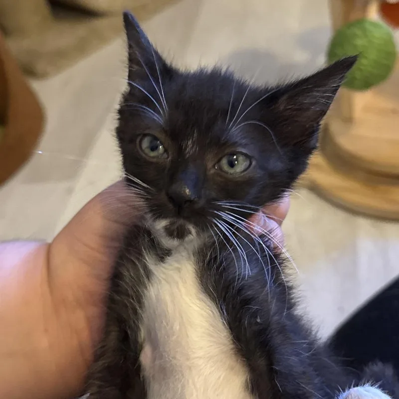 A baby small-sized female Black Domestic Short Hair cat named Crush for adoption in Hamburg, NY
