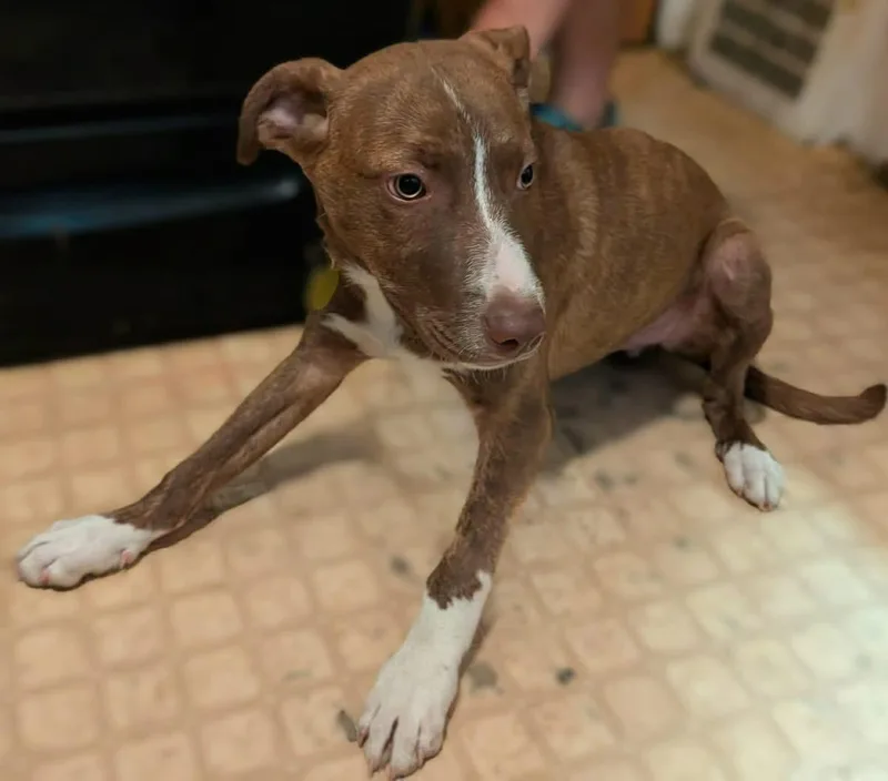 A young medium-sized male Brindle Labrador Retriever dog named Hudson for adoption in North Olmsted, OH