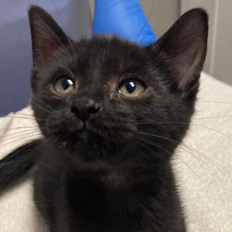 A baby small-sized male Black Domestic Short Hair cat named Folklore for adoption in Chicago, IL