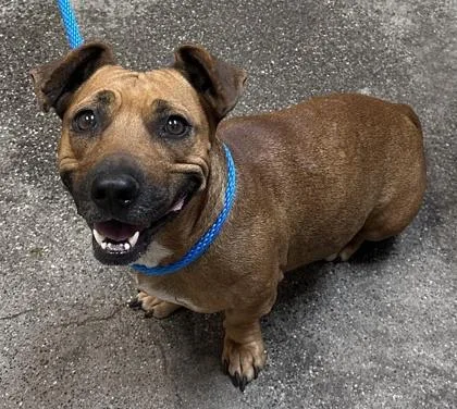 An adult medium-sized female Hound dog named Kakoa for adoption in Honolulu, HI