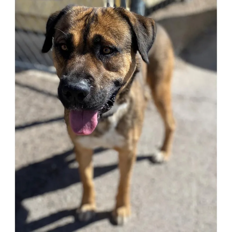 An adult large-sized male Mixed Breed dog named Buster Brown for adoption in Las Cruces, NM