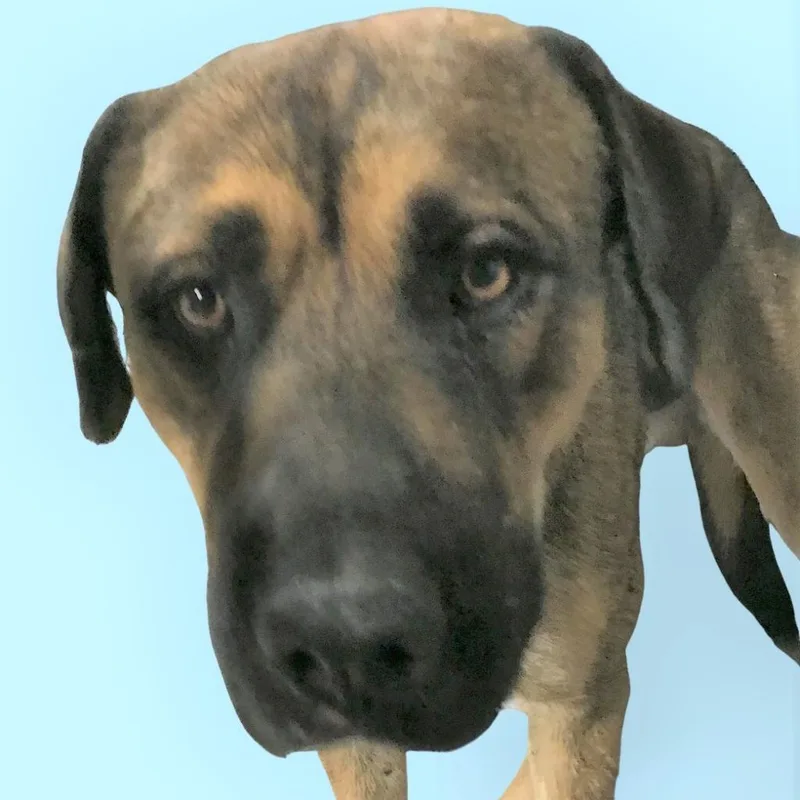 Buster Brown thumbnail 3