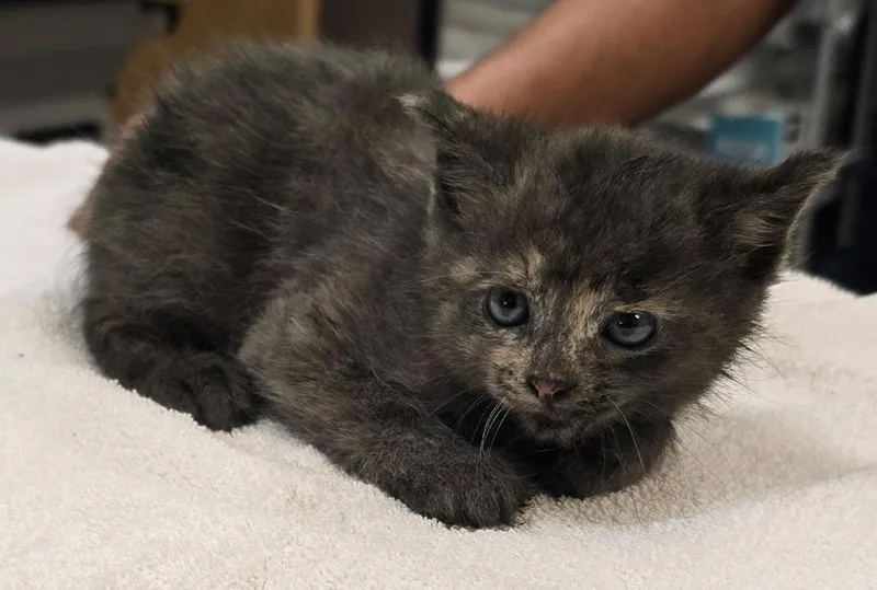A baby small-sized female Domestic Medium Hair cat named Ketchup for adoption in Murphysboro, IL