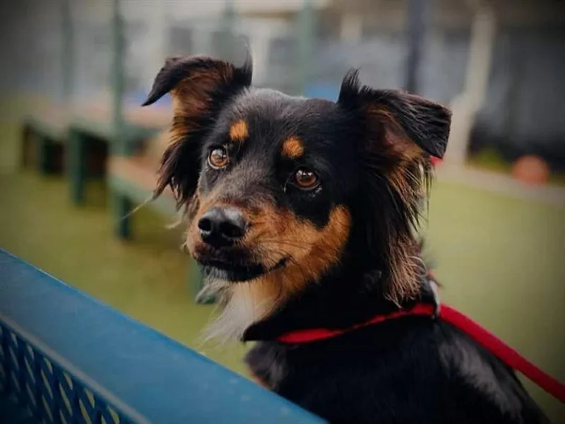 An adult medium-sized female Australian Shepherd dog named Crystal for adoption in Cape May Court House, NJ