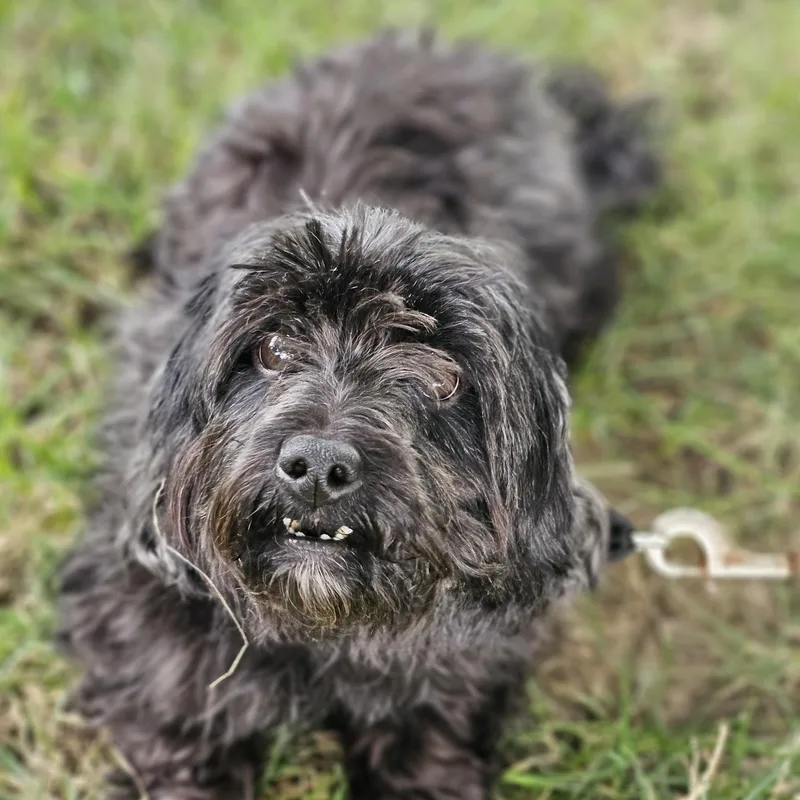 Bianca Springfield thumbnail 4