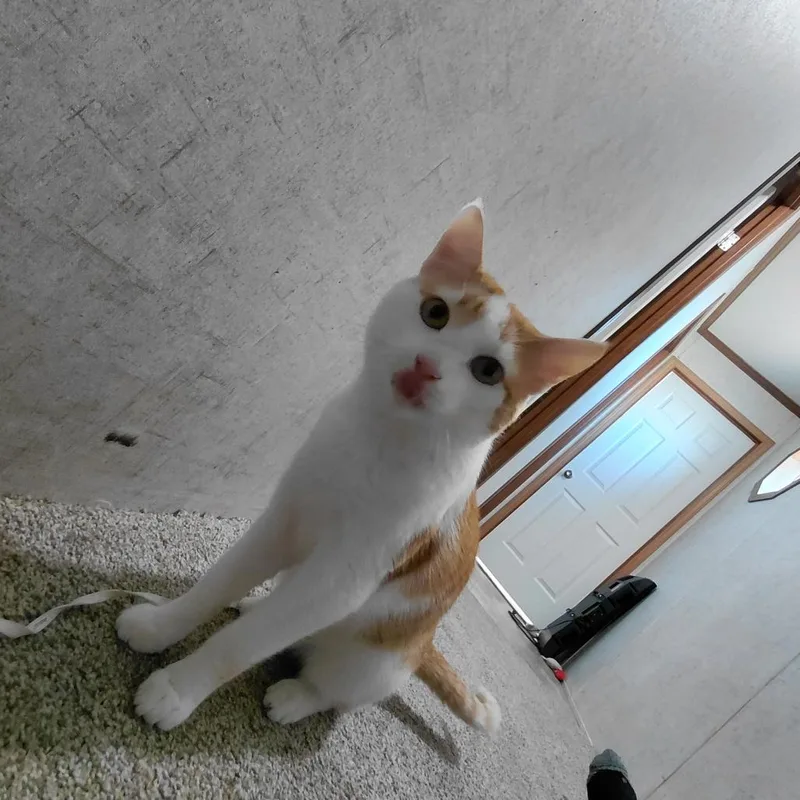 A young small-sized male White Domestic Short Hair cat named Biscuit for adoption in Bristol, IN