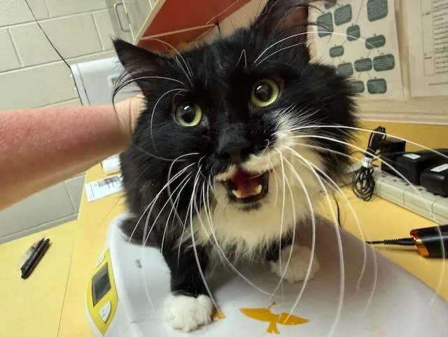 An adult medium-sized male Domestic Long Hair cat named Tommy for adoption in Colorado Springs, CO