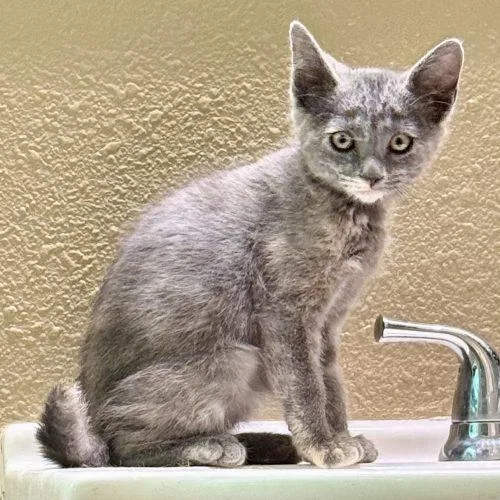A baby small-sized female Dilute Tortoiseshell cat named Cream Cheese for adoption in Knoxville, TN