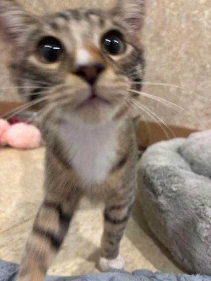 A baby small-sized male Domestic Short Hair cat named Beans for adoption in Scottsbluff, NE