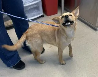 A young small-sized female Terrier dog named Nova for adoption in Haw River, NC