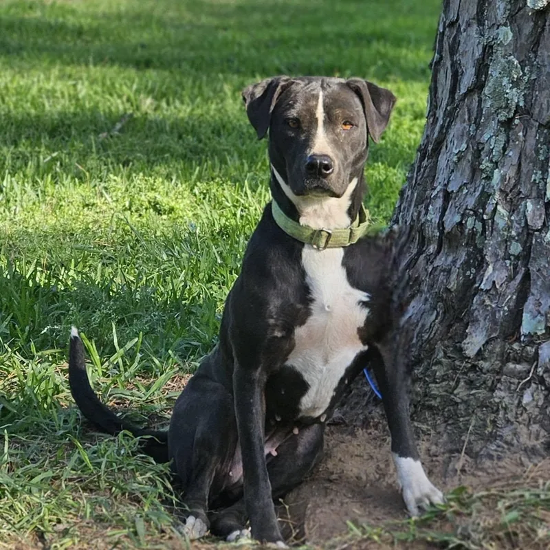 An adult medium-sized female Black Labrador Retriever dog named Katie Bug for adoption in Bethpage, NY