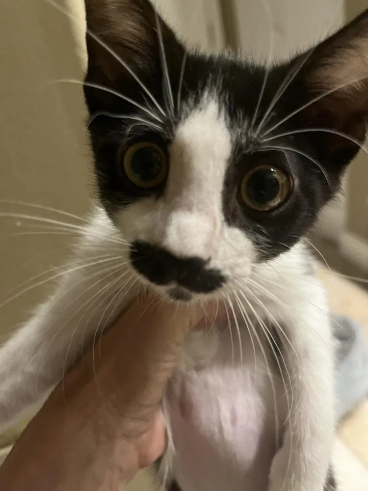 Mustache