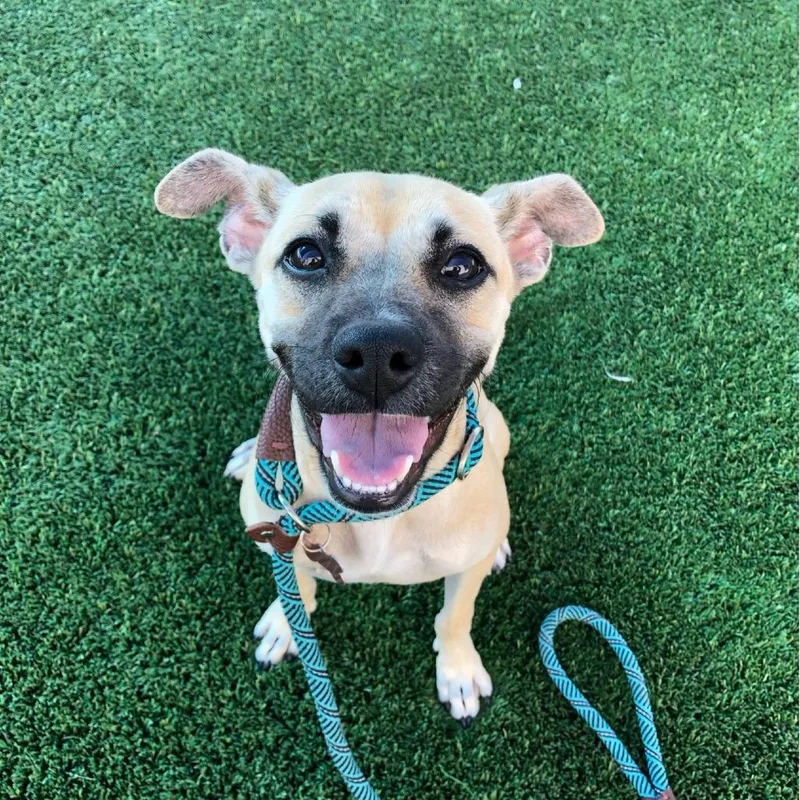 A young medium-sized female Yellow / Tan / Blond / Fawn Mixed Breed dog named Pearl for adoption in San Francisco, CA