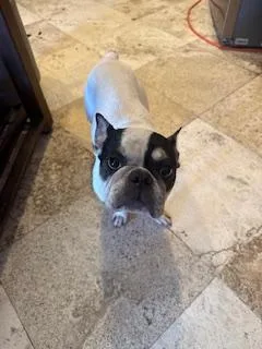 An adult medium-sized male French Bulldog dog named Tata for adoption in Mesa, AZ