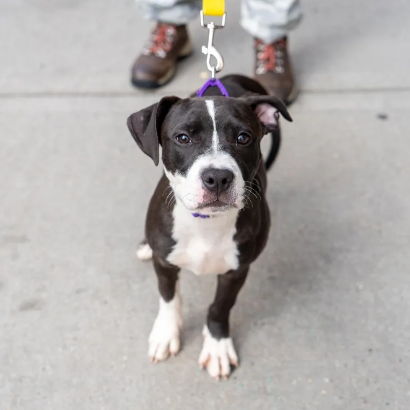 A baby small-sized female Black Terrier dog named Lady Tilley for adoption in New York, NY