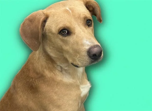 A young medium-sized male Labrador Retriever dog named Atlas for adoption in Fort Lauderdale, FL
