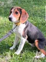A baby small-sized female Tricolor (Brown, Black, & White) Beagle dog named Rabbit for adoption in Atco, NJ