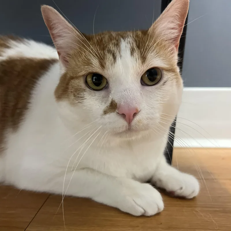 An adult medium-sized female Orange & White American Bobtail cat named Nilah for adoption in jacksonville, FL