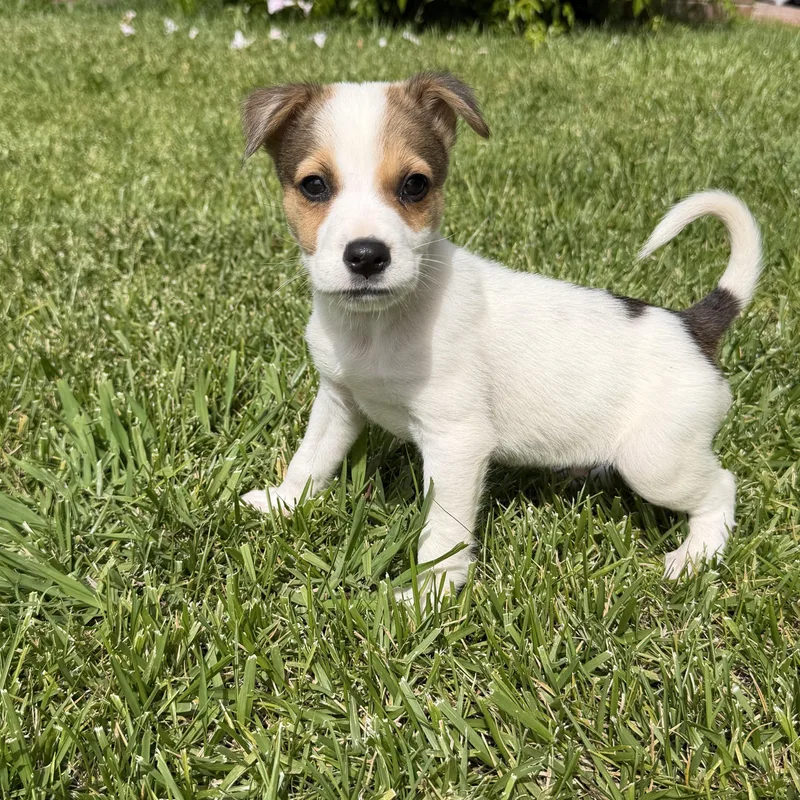 A baby medium-sized male Jack Russell Terrier dog named Grouper for adoption in San Diego, CA