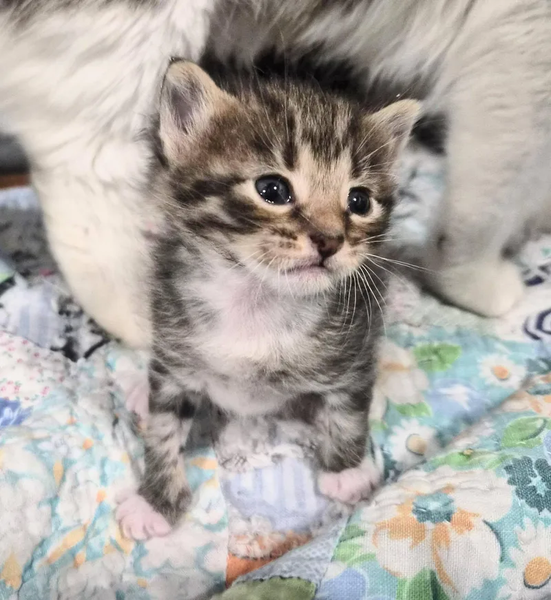 A baby small-sized male Tabby (Buff / Tan / Fawn) Domestic Short Hair cat named Mysti for adoption in Waverly, IA