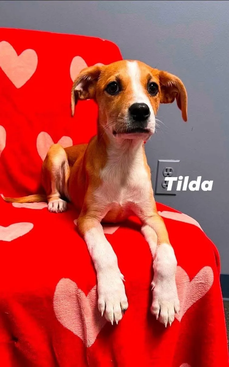 A baby medium-sized female Boxer dog named Tilda for adoption in Lacona, NY
