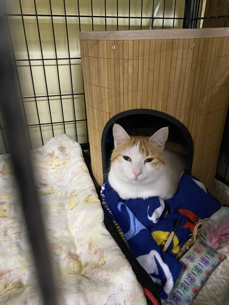 An adult medium-sized female Orange & White Domestic Short Hair cat named Zelda for adoption in New Richmond, WI