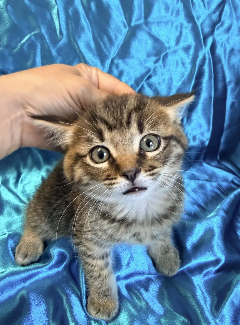 A baby medium-sized male Domestic Short Hair cat named Louie for adoption in Rowland Heights, CA