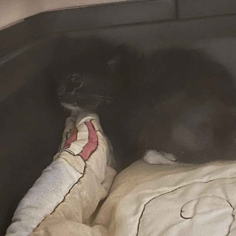 A baby small-sized male Black Domestic Medium Hair cat named Balloon for adoption in Asheville, NC