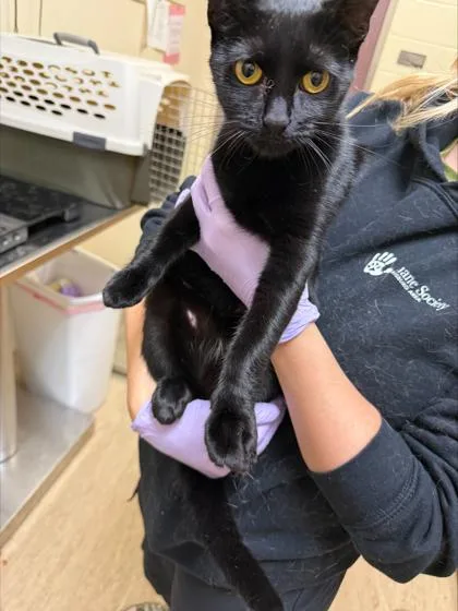 An adult small-sized female Domestic Short Hair cat named LunaFae for adoption in West Chester, PA