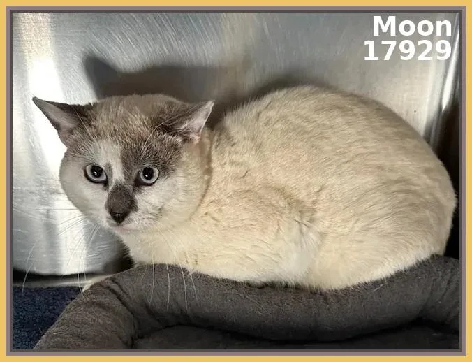 An adult medium-sized female Seal Point Domestic Short Hair cat named Moon for adoption in Marietta, GA