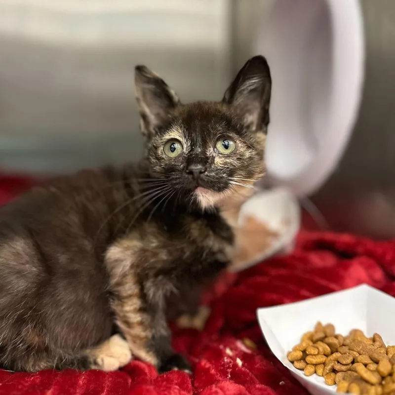 Snail Mail thumbnail 2