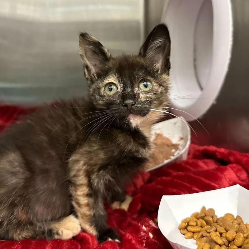 Snail Mail thumbnail 3