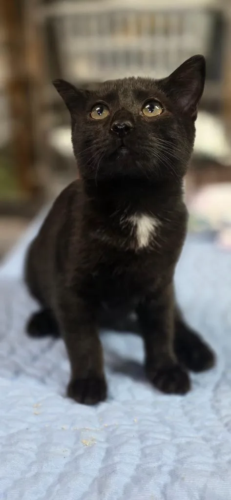 A baby medium-sized male Domestic Short Hair cat named Winston for adoption in Crossville, TN
