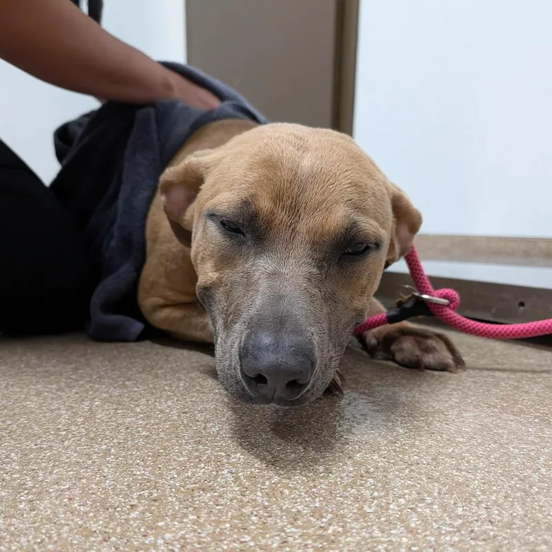 A young medium-sized female Brown / Chocolate Mixed Breed dog named Lucy for adoption in League City, TX