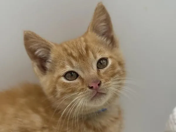 A baby small-sized male Domestic Short Hair cat named Chester for adoption in Portland, OR