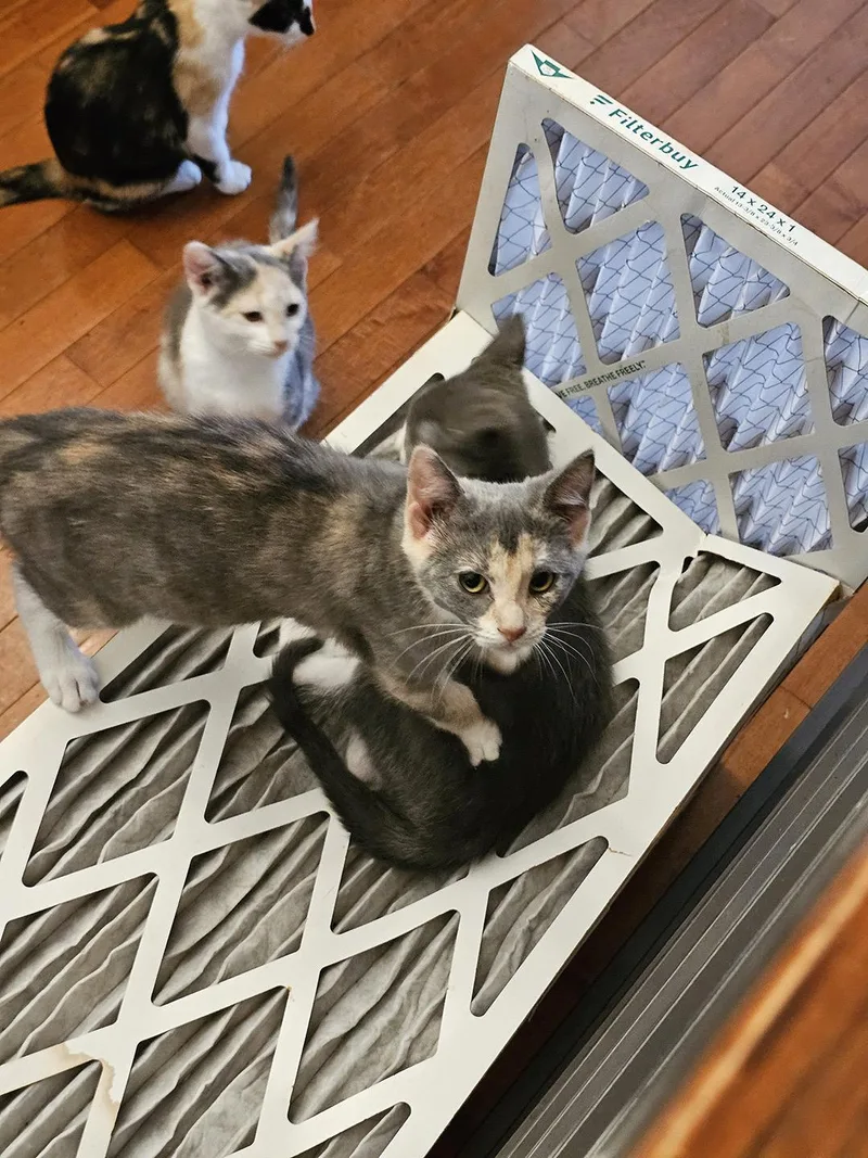 A baby medium-sized female Dilute Tortoiseshell Domestic Short Hair cat named Zendawya "Coral" Clawman for adoption in Philadelphia, PA