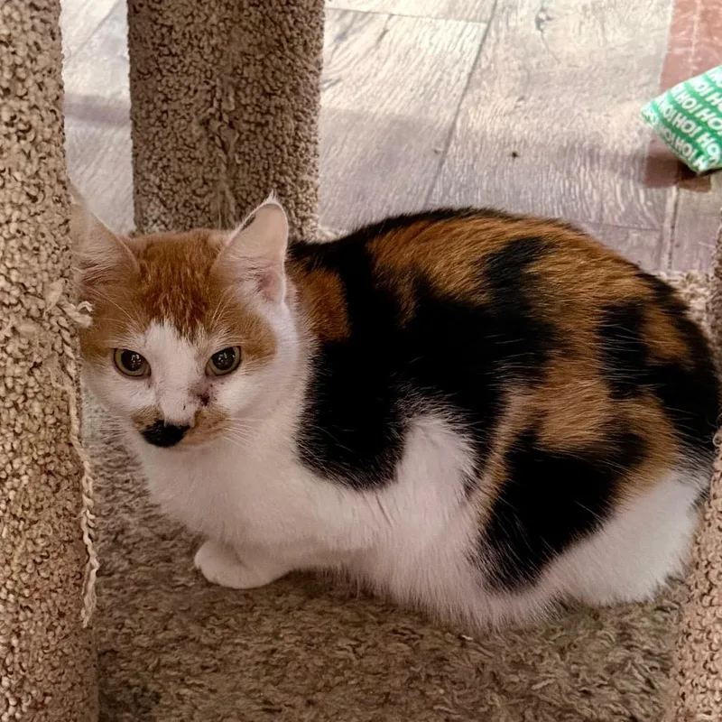 Bargain Basement Betty