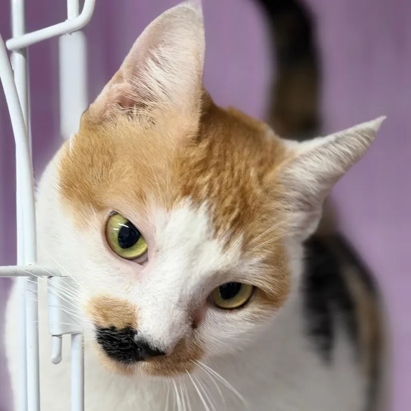 Bargain Basement Betty thumbnail 2