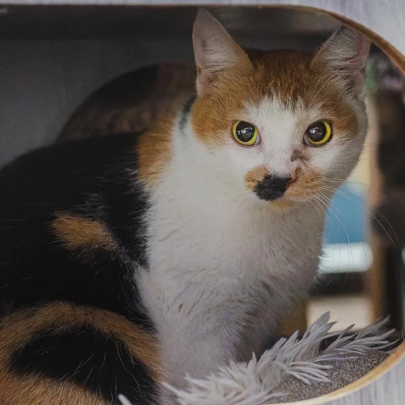 Bargain Basement Betty thumbnail 4