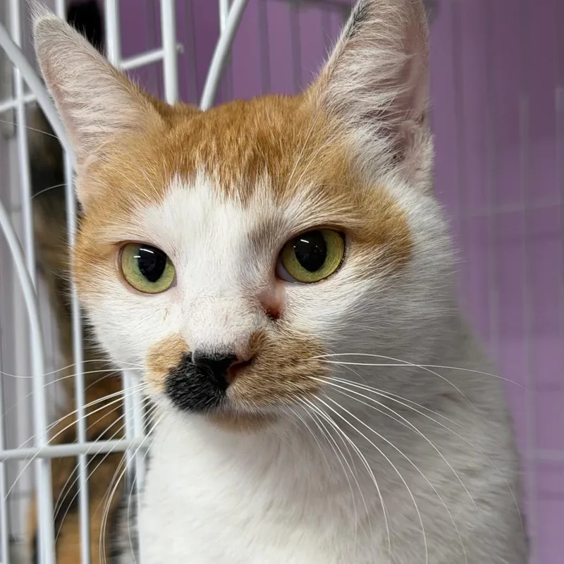 Bargain Basement Betty thumbnail 5