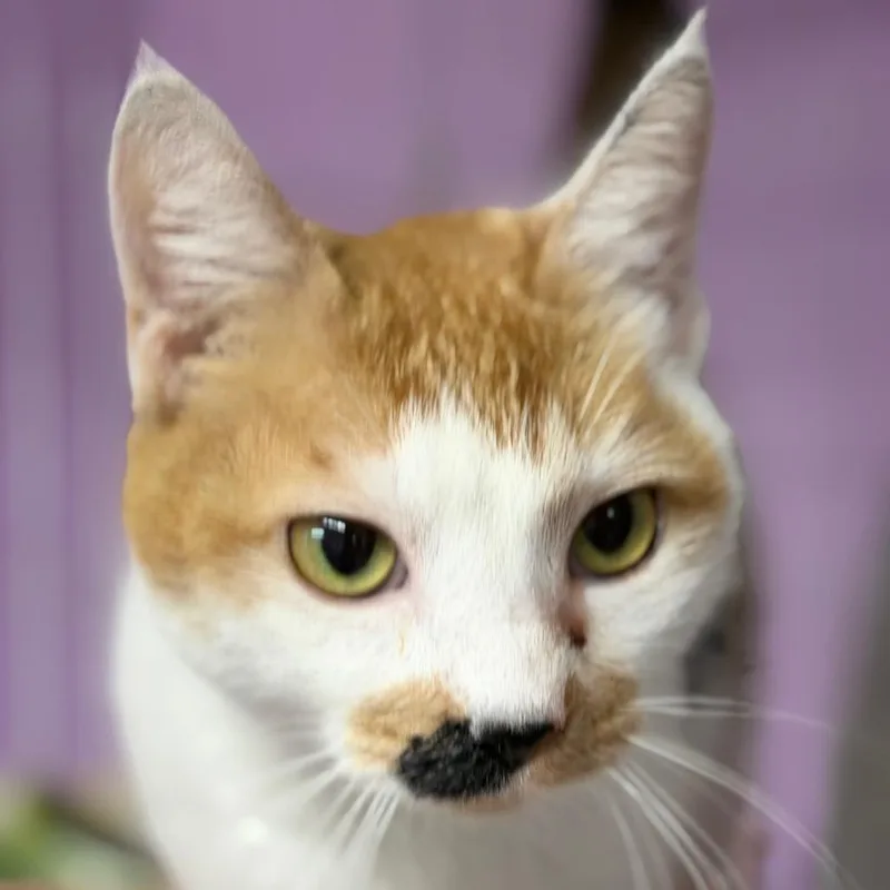 Bargain Basement Betty thumbnail 6