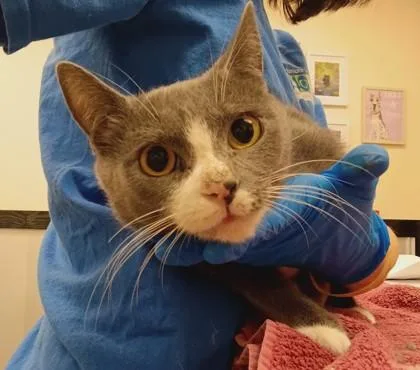 A young small-sized female Domestic Short Hair cat named Gloomy for adoption in Palm Coast, FL