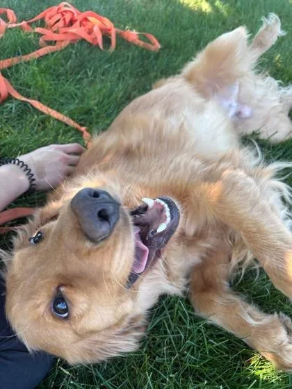 An adult large-sized male Golden Retriever dog named Mason for adoption in Lowell, MA