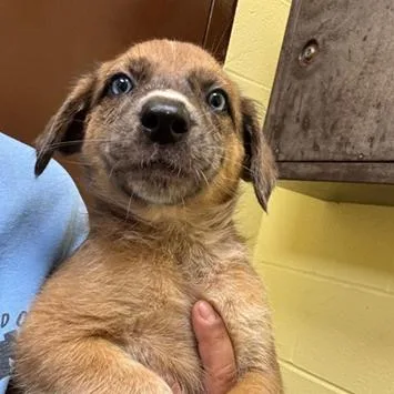 A baby small-sized male Cattle Dog dog named JacksAvail  at Biddeford for adoption in Kennebunk, ME