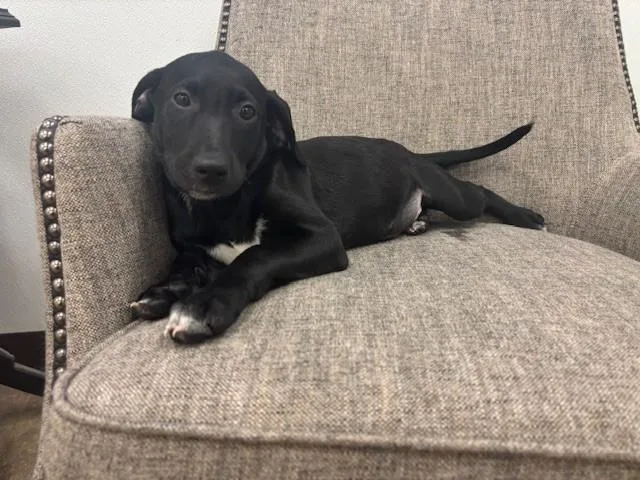 A baby medium-sized female Black Labrador Retriever dog named Platinum for adoption in Hawk Point, MO