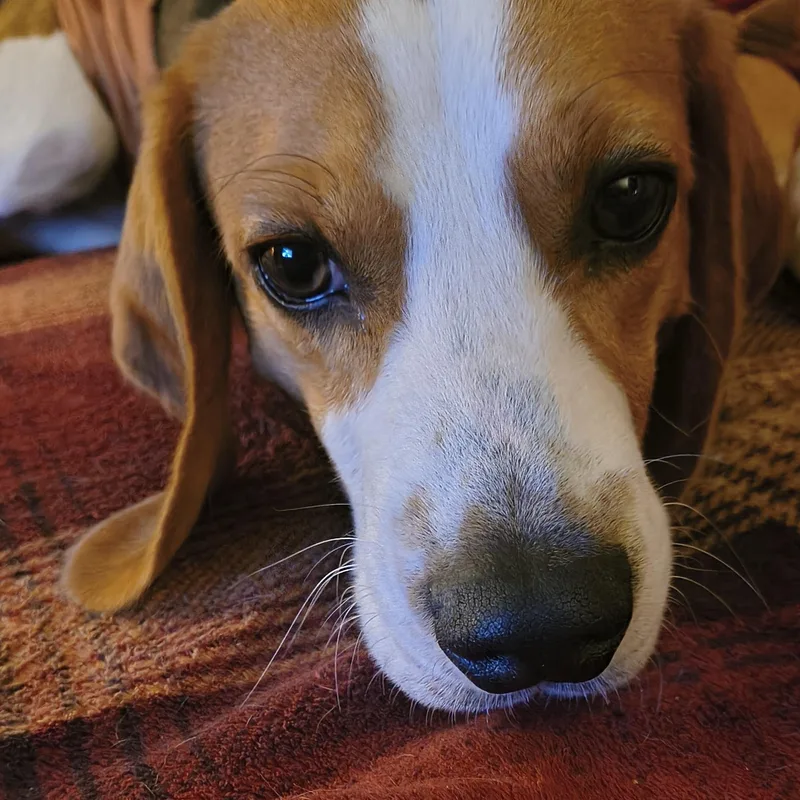 A young medium-sized male Beagle dog named Tommy for adoption in Eau Claire, WI