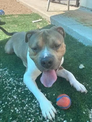 An adult large-sized male Pit Bull Terrier dog named Bighead for adoption in New Orleans, LA