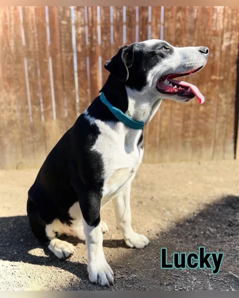 A young large-sized female Labrador Retriever dog named Milo for adoption in Tulsa, OK