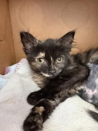 A baby small-sized female Domestic Short Hair cat named Marrow for adoption in Westland, MI