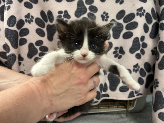 A baby small-sized male Domestic Short Hair cat named Kiku for adoption in Pensacola, FL